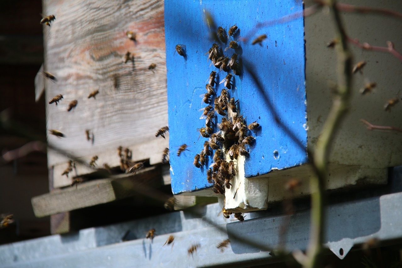 Bitės, Esenietis, Medus, Foragers, Pašaras, Medaus Bitė, Nemokamos Nuotraukos,  Nemokama Licenzija