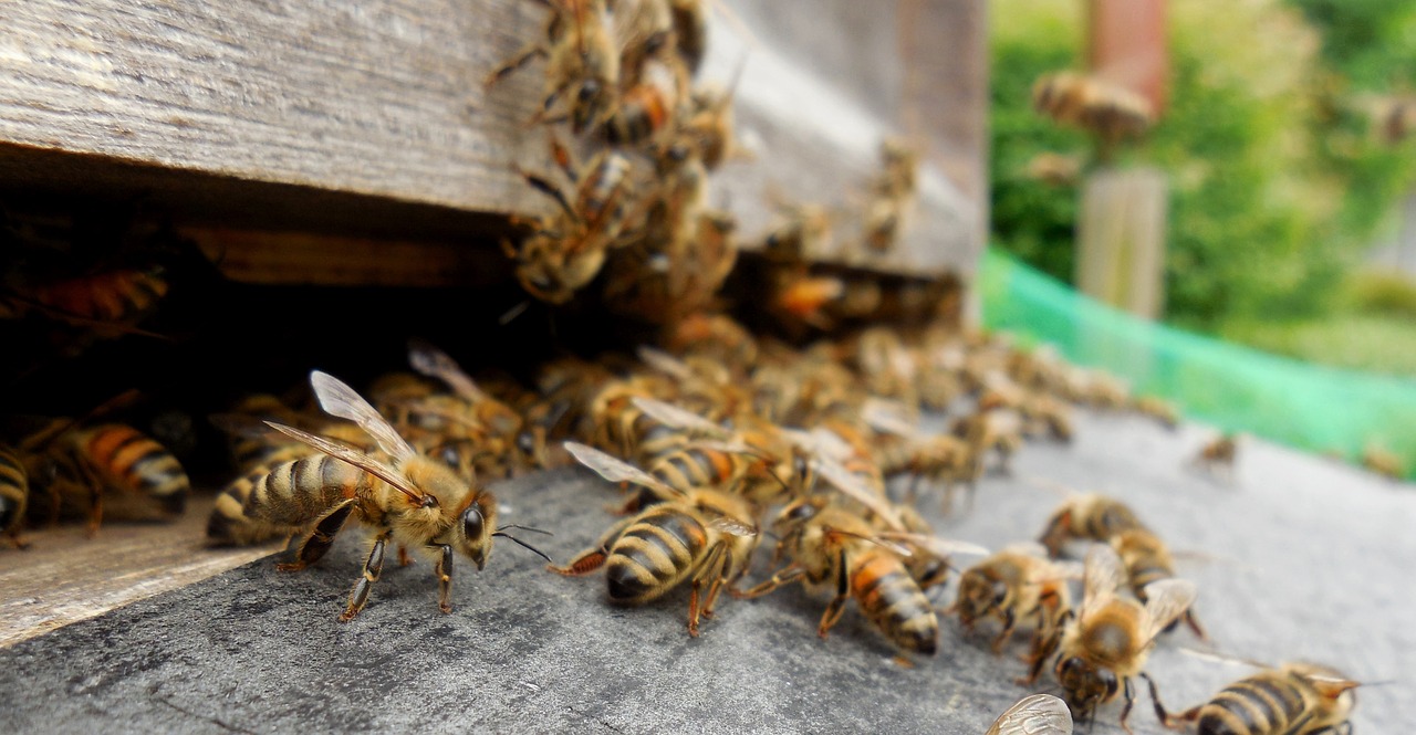 Bitės, Avilys, Avilys, Grobis, Medus Bitės, Bitininkas, Bičių Laikymas, Bičių Veisimas, Hobis, Sodas