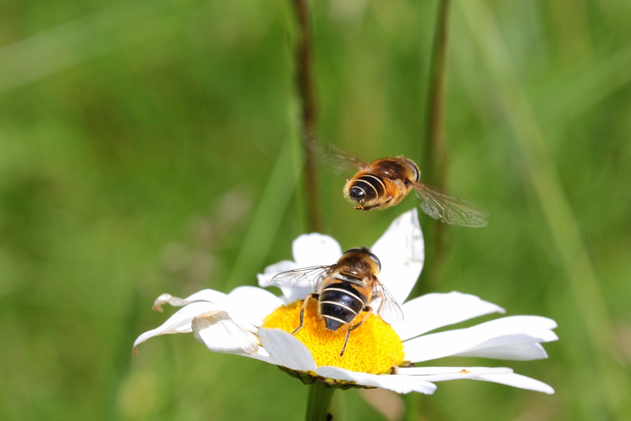 Bitės, Paprastosios Smėlinės Bitės, Andrena Flavipes, Hymenoptera, Vabzdys, Sėdi, Skraidantis, Marguerite, Gamta, Gyvūnai