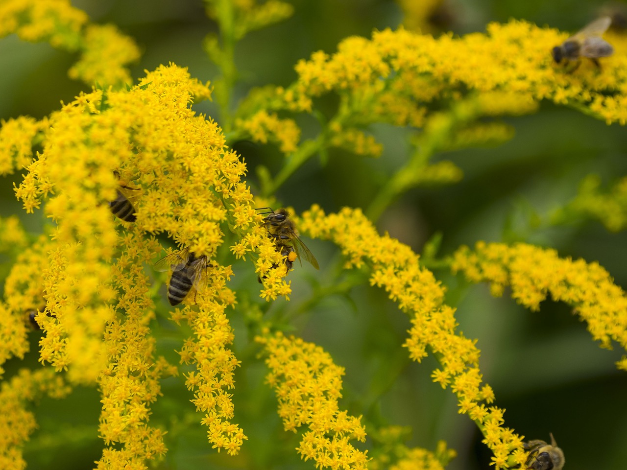 Bitės, Medus, Medaus Bitė, Pašaras, Gėlė, Vabzdžiai, Apis Mellifera, Maitinimas, Bitininkystė, Foragers