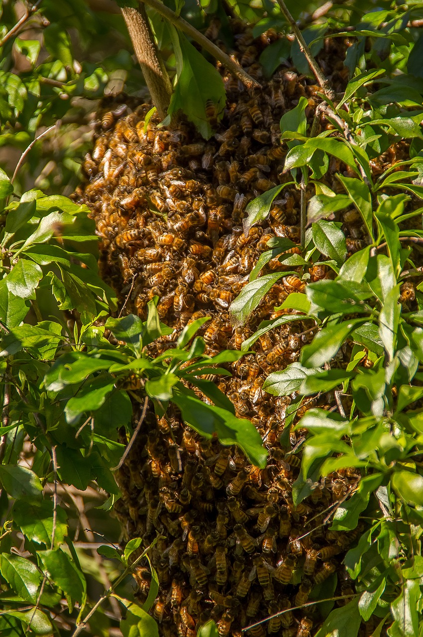 Bitės, Swarm, Swarming, Daug, Gamta, Elgesys, Vabzdžiai, Tūkstančiai, Medis, Pavasaris