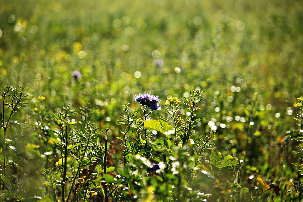 Bitės, Phacelia, Laukas, Pieva, Žemės Ūkio Paskirties Žemės Vaisiai, Bičių Draugas, Bitininkų Gamykla, Apšvietimas, Ruduo, Nemokamos Nuotraukos