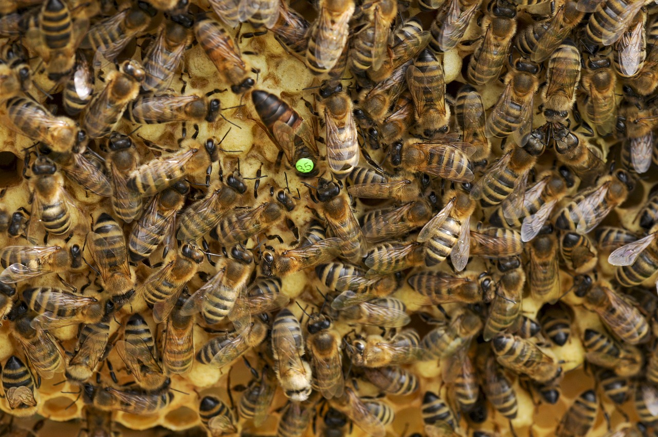 Bitės, Bitė Motinėlė, Avilys, Korio Rupiniai, Bitininkystė, Karalienė, Medus Bitės, Vabzdys, Carnica, Šukos