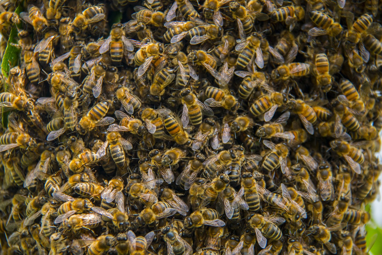 Bitės, Avilys, Medus Bitės, Bitininkystė, Nemokamos Nuotraukos,  Nemokama Licenzija
