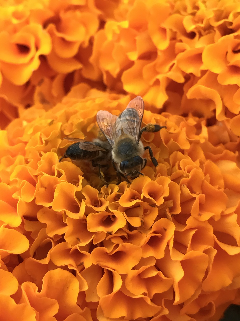 Bitės, Gėlės, Oranžinė, Žiedadulkės, Žiedas, Sezonas, Dizainas, Sodas, Gėlių, Žiedlapis