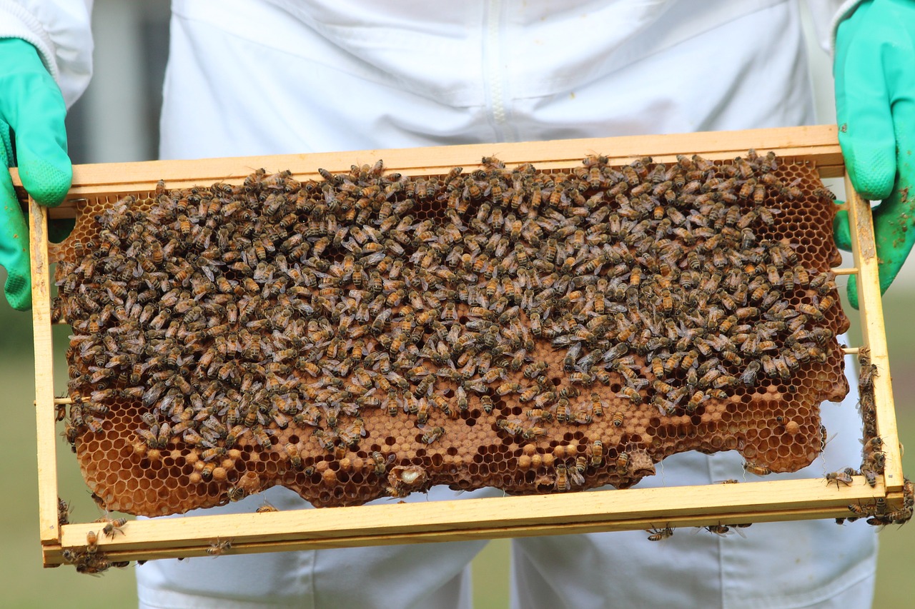 Bitės, Medus Bitės, Medus, Išplistų, Apdulkinimas, Apdulkinimas, Apdulkintojas, Žiedadulkės, Sodas, Vabzdys