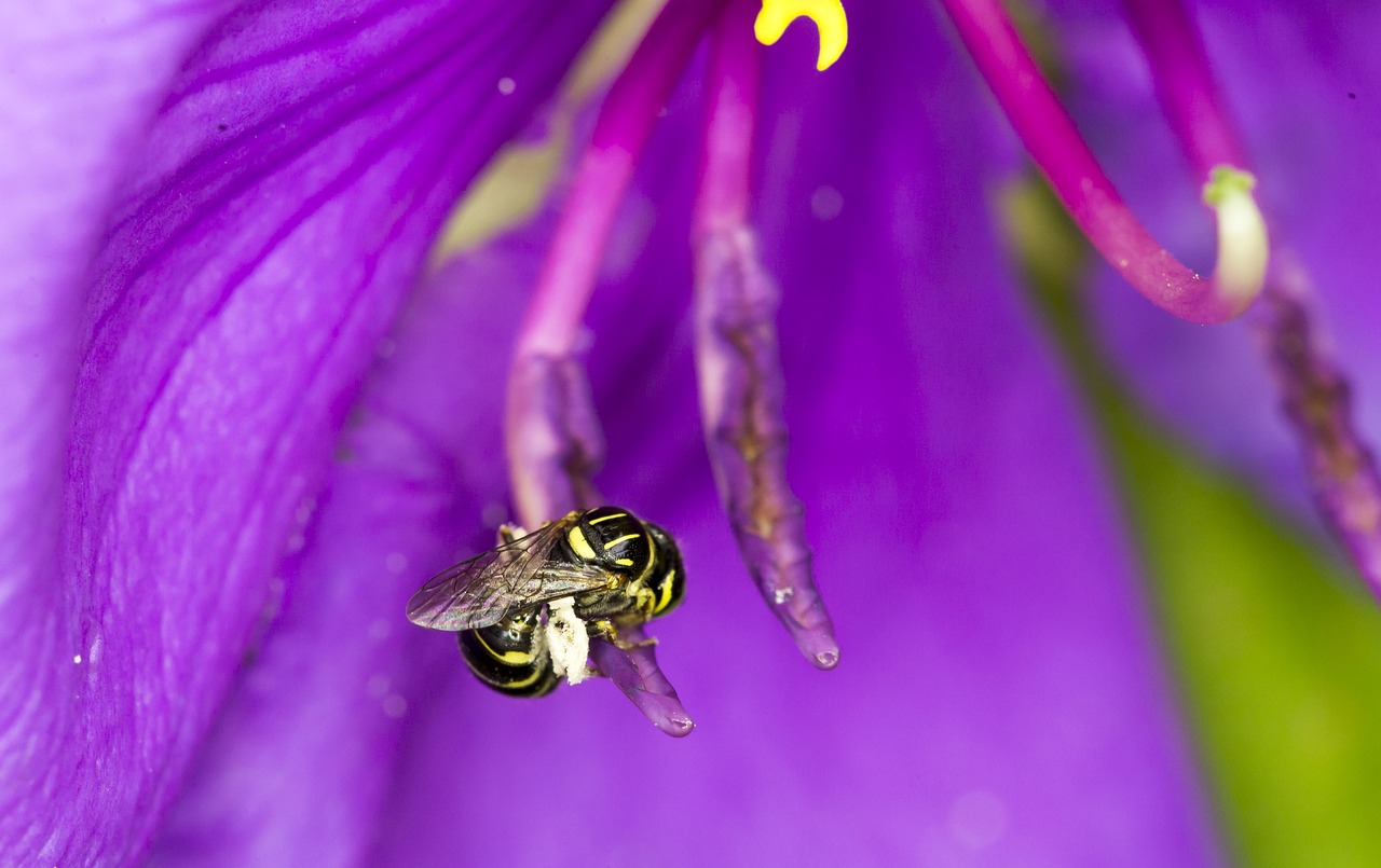 Bitės, Gėlė, Natūralus, Nemokamos Nuotraukos,  Nemokama Licenzija