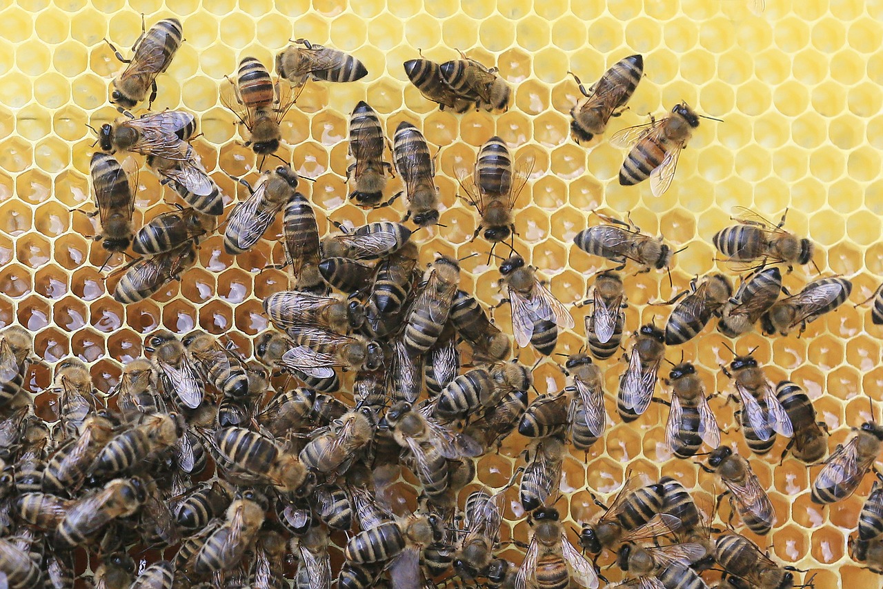 Bitės, Korio Rupiniai, Bitininkas, Medus, Vabzdys, Avilys, Gamta, Korio Struktūra, Bitininkystė, Medus Bitės