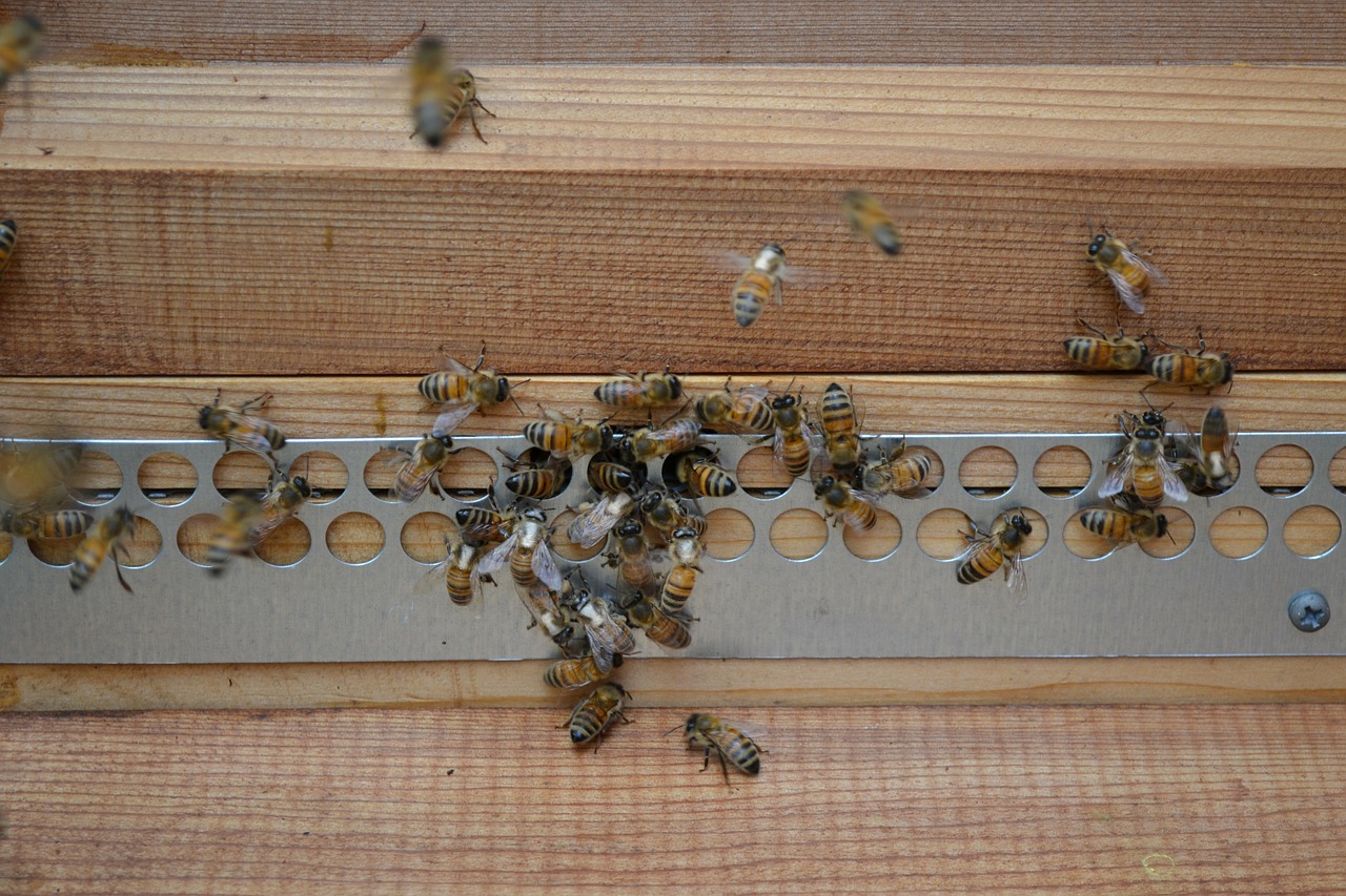 Bitės, Medus Bitės, Mohawk Bitės, Buckfast Bitės, Auksinis, Vabzdys, Avilys, Pelių Apsauga, Mediena, Iš Arti