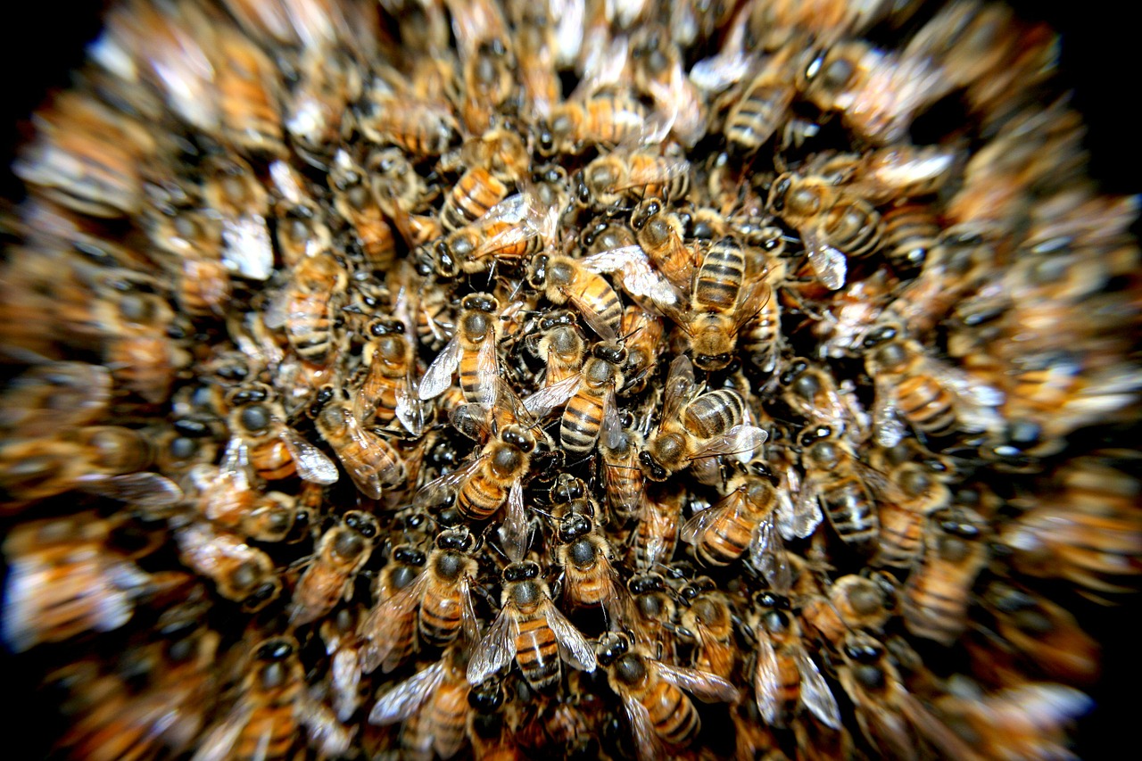 Bitės, Swarm, Vabzdžiai, Makro, Nemokamos Nuotraukos,  Nemokama Licenzija
