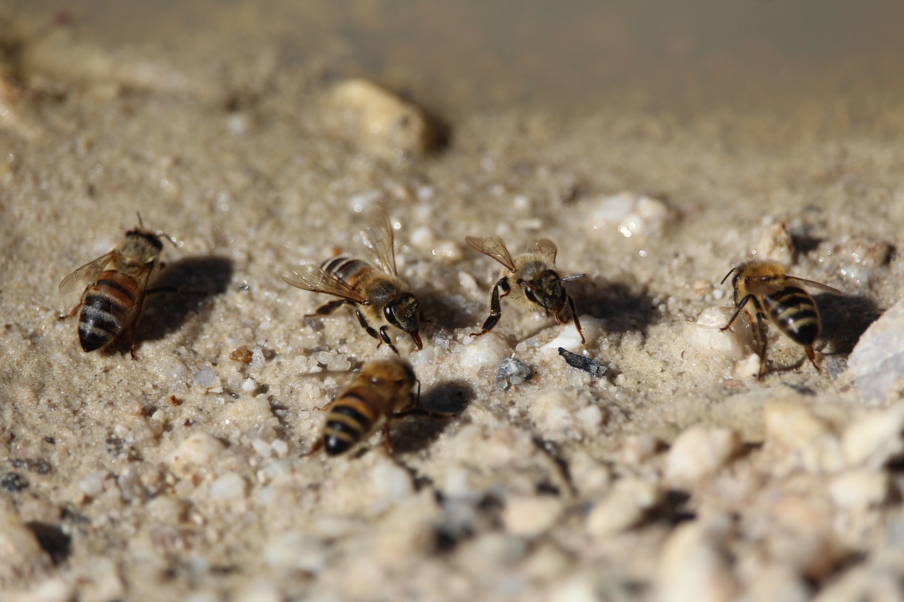 Bitės, Bičių, Medus, Gerti, Vabzdys, Nemokamos Nuotraukos,  Nemokama Licenzija