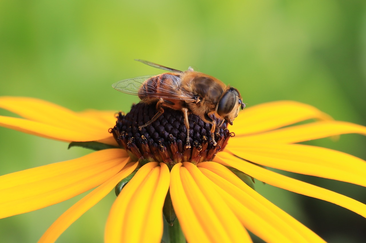Bitės, Bičių, Praleisti, Nemokamos Nuotraukos,  Nemokama Licenzija