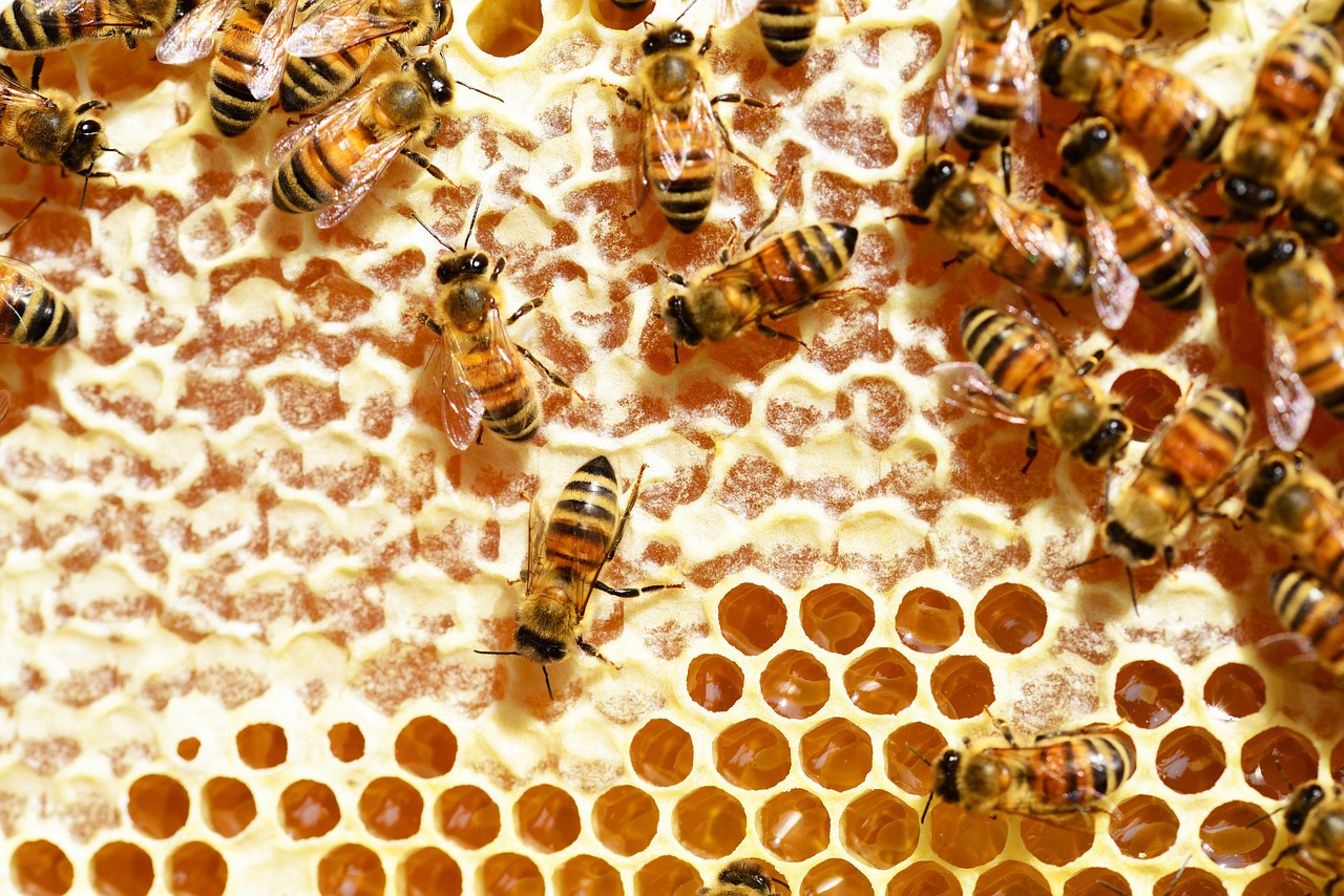 Bitės, Medus, Medus Bitės, Korio Rupiniai, Šukos, Avilys, Avilys, Auksinis, Nektaras, Iš Arti