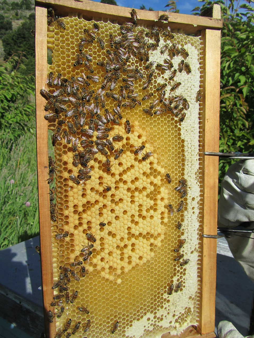 Bitės, Avilys, Medus, Bitininkas, Bitininkystė, Vabzdys, Avilys, Medaus Šukos, Medus Bitės, Darbas