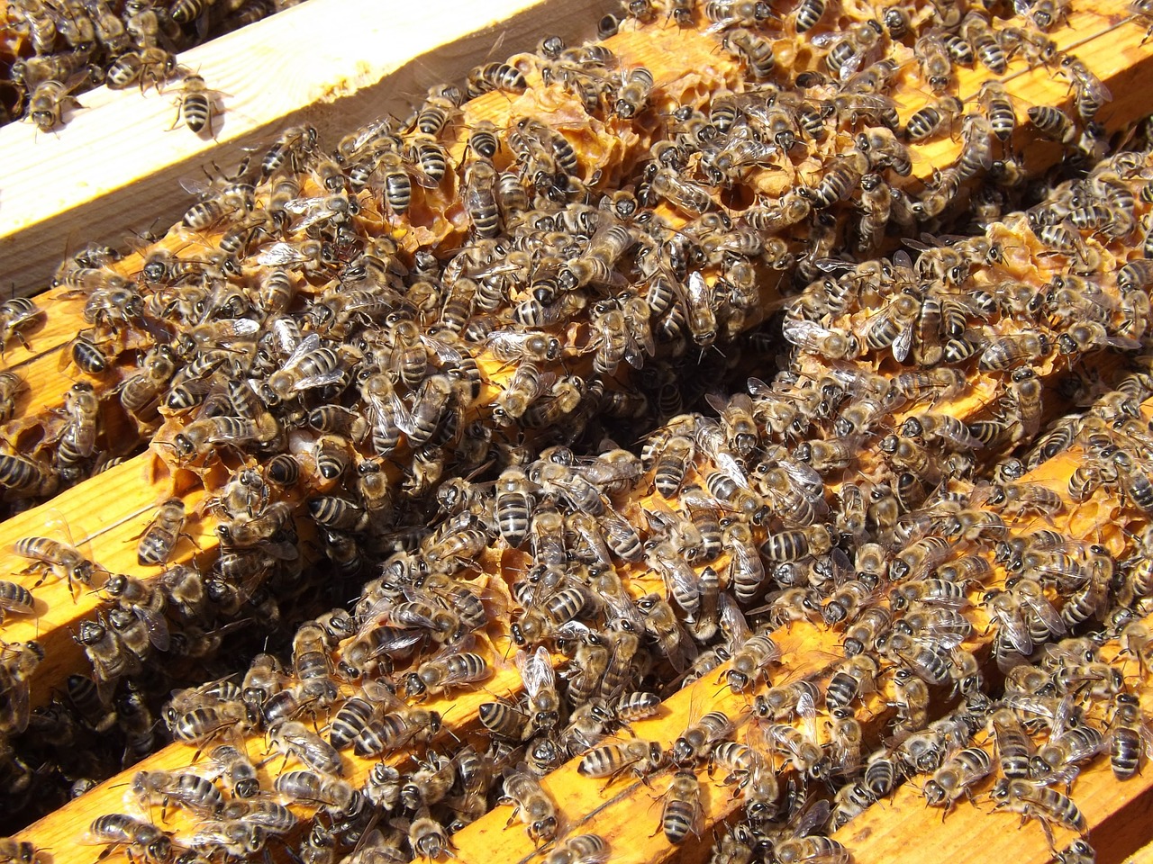 Bitės, Avilys, Bitininkystė, Medus, Užsiėmes, Medus Bitės, Kolonija, Nemokamos Nuotraukos,  Nemokama Licenzija