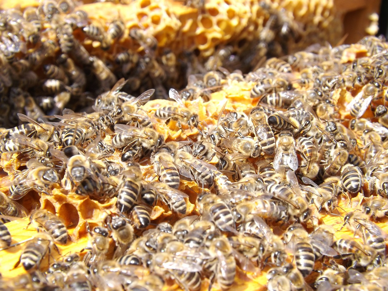 Bitės, Avilys, Bitininkystė, Medus, Užsiėmes, Medus Bitės, Kolonija, Daug, Vabzdžiai, Swarm