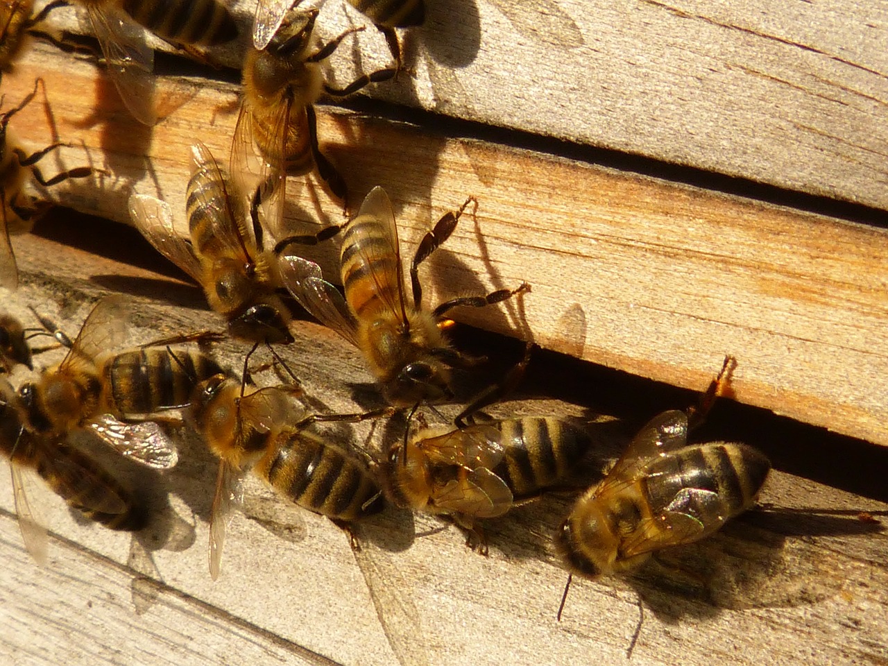 Bitės, Medus Bitės, Apis Mellifera, Avilys, Avilys, Vabzdys, Nemokamos Nuotraukos,  Nemokama Licenzija