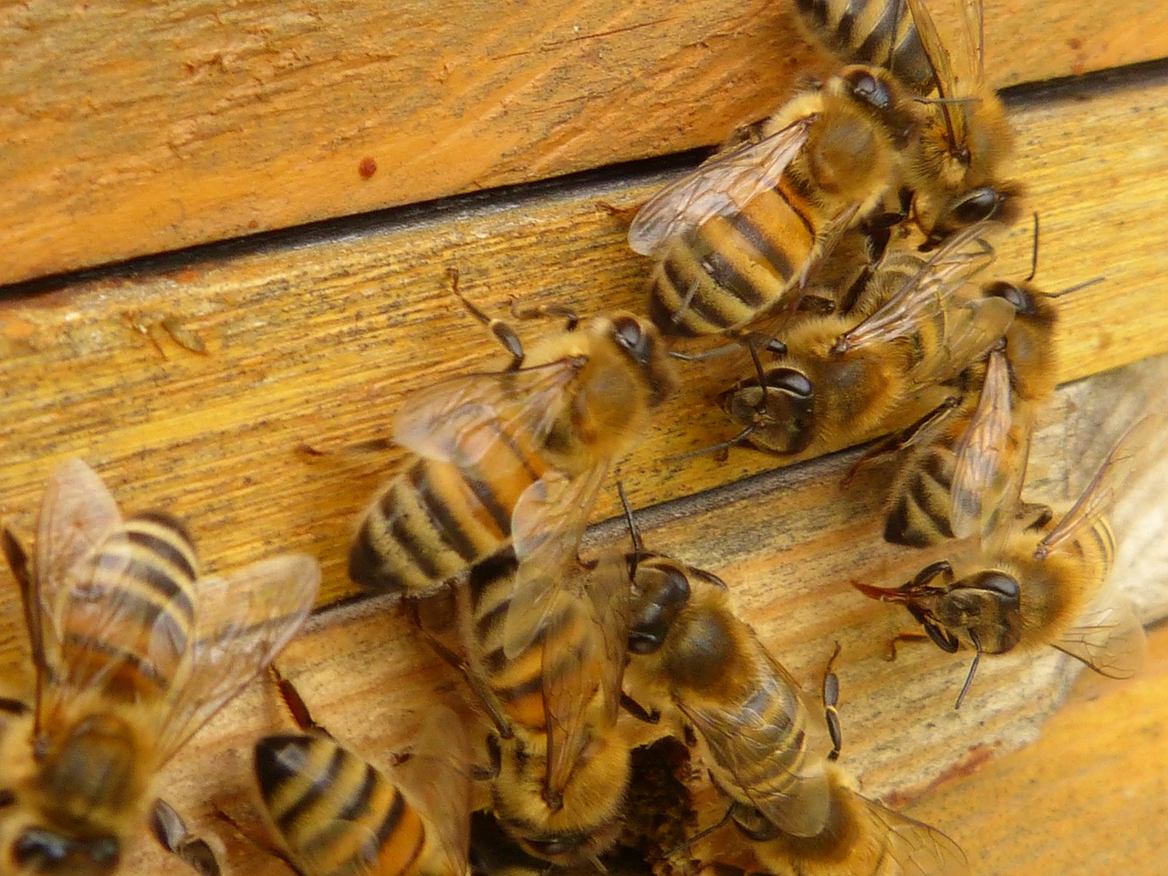 Bitės, Medus Bitės, Apis Mellifera, Vabzdys, Avilys, Avilys, Nemokamos Nuotraukos,  Nemokama Licenzija