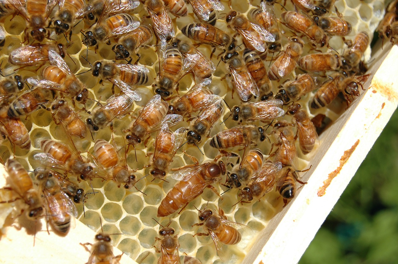 Bitės, Bitė Motinėlė, Medus, Korio Rupiniai, Bičių Vaškas, Kolonija, Avilys, Darbuotojas, Avilys, Bitininkystė