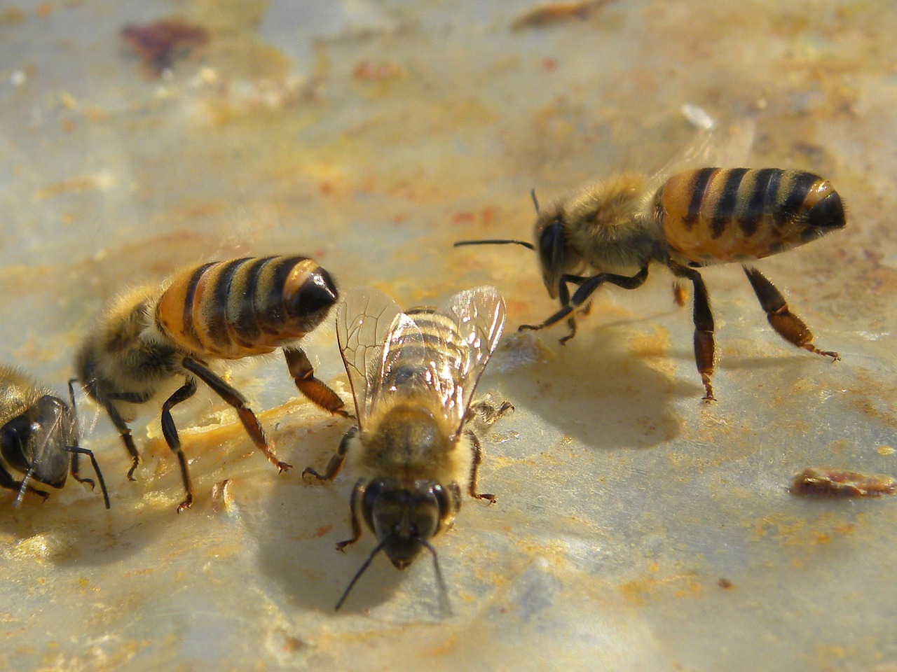 Bitės,  Medus Bitės,  Gyvūnai,  Vabzdys, Nemokamos Nuotraukos,  Nemokama Licenzija