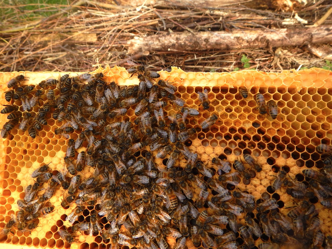 Bitės Langas, Bitininkas, Veisimas, Bičių, Bitės, Nemokamos Nuotraukos,  Nemokama Licenzija