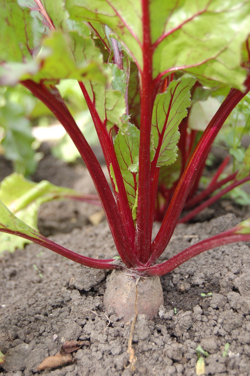 Runkeliai,  Haulm,  Daržovių Sodas,  Daržovių,  Derlius,  Augalas,  Dacha, Nemokamos Nuotraukos,  Nemokama Licenzija