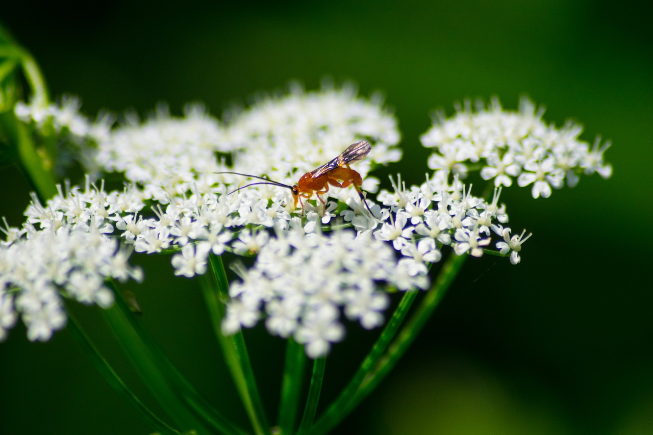 Vabalas, Balta, Pievų Augalai, Gamta, Vabzdys, Flora, Žiedas, Žydėti, Gėlė, Augalas