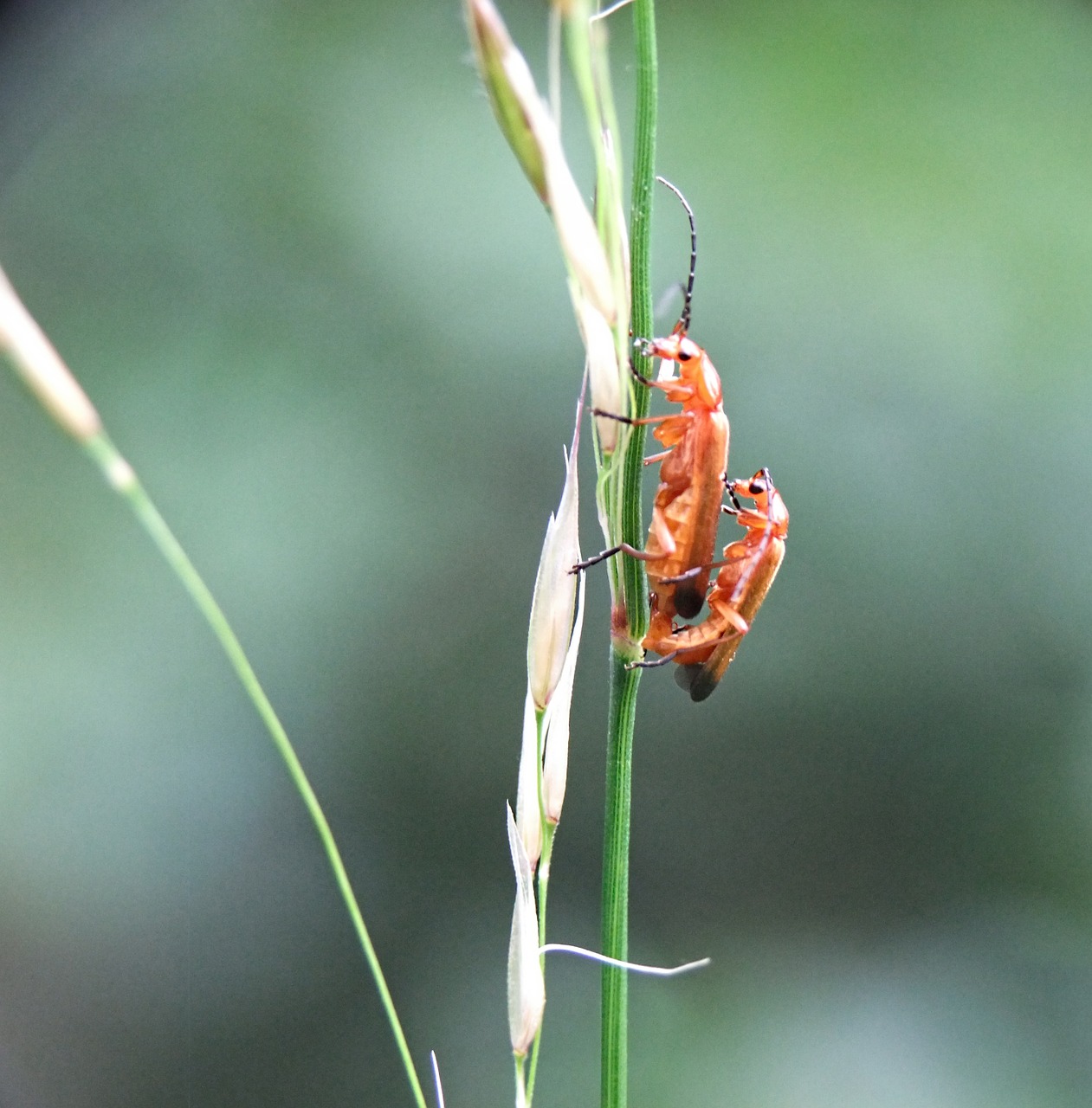 Vabalas, Longhorn, Vabzdys, Gamta, Fauna, Laukinė Gamta, Gyvūnas, Bestuburiai, Klaida, Ilgas Ragas