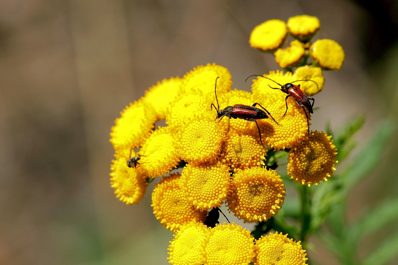 Žiedų Bokas, Tansy, Vabalas, Vabzdys, Žiedas, Žydėti, Geltona, Geltonos Gėlės, Nemokamos Nuotraukos,  Nemokama Licenzija