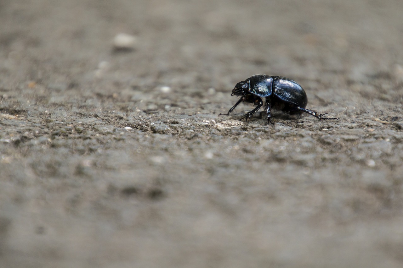 Vabalas, Vabzdys, Mešlavabalis, Miškas, Aphid, Skarabas, Miško Paklotė, Uždaryti, Gamta, Laukiniai