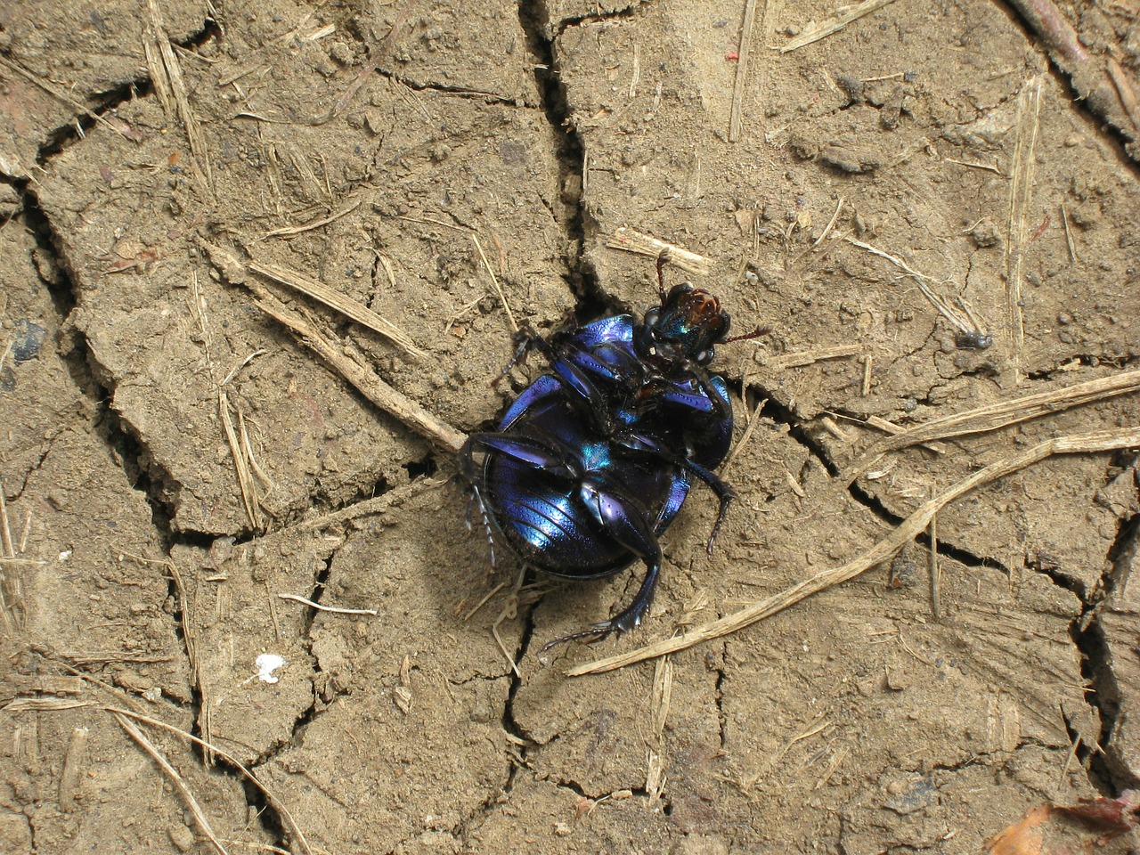 Vabalas, Makro, Juoda, Mešlavabalis, Žemė, Ariamasis, Ausgetrrocknet, Sedimentas, Nugaros Padėtis, Nemokamos Nuotraukos