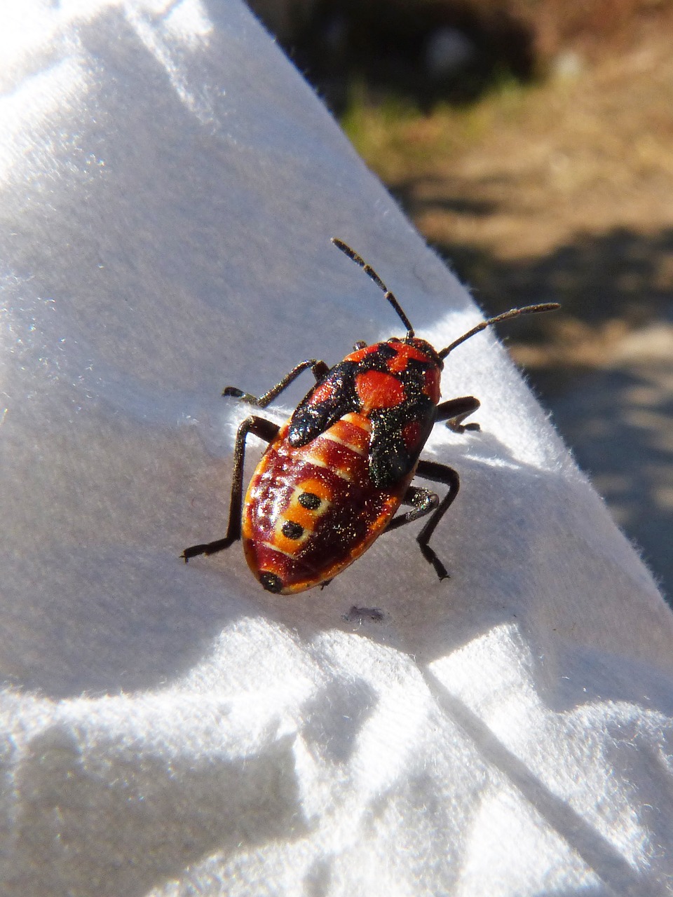 Vabalas, Coleoptera, Oranžinė, Nemokamos Nuotraukos,  Nemokama Licenzija