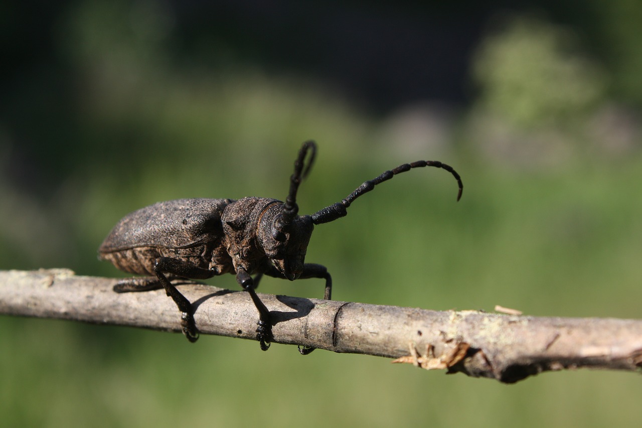 Vabalas, Vabzdys, Gamta, Nariuotakojų, Cincér, Skraidantys Vabzdžiai, Makro, Nemokamos Nuotraukos,  Nemokama Licenzija