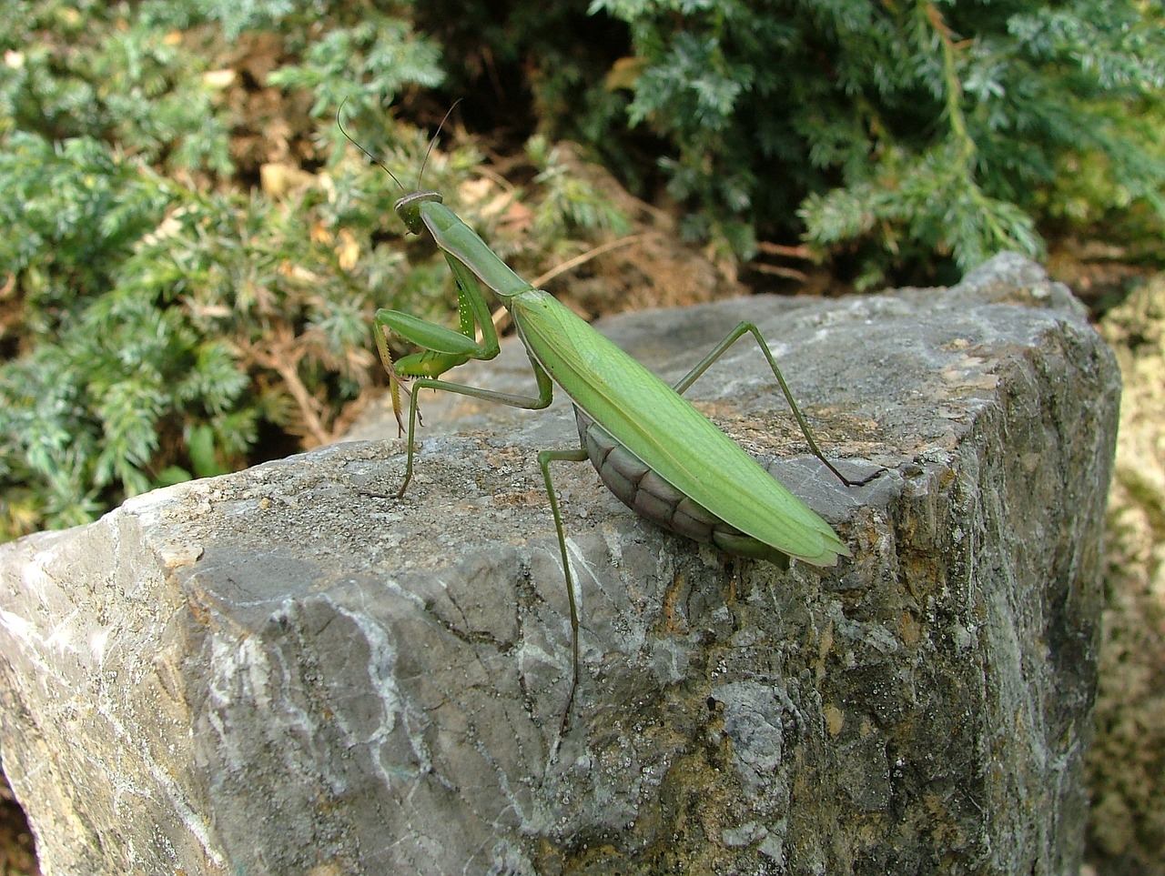 Vabalas, Mantis, Vabzdys, Nemokamos Nuotraukos,  Nemokama Licenzija