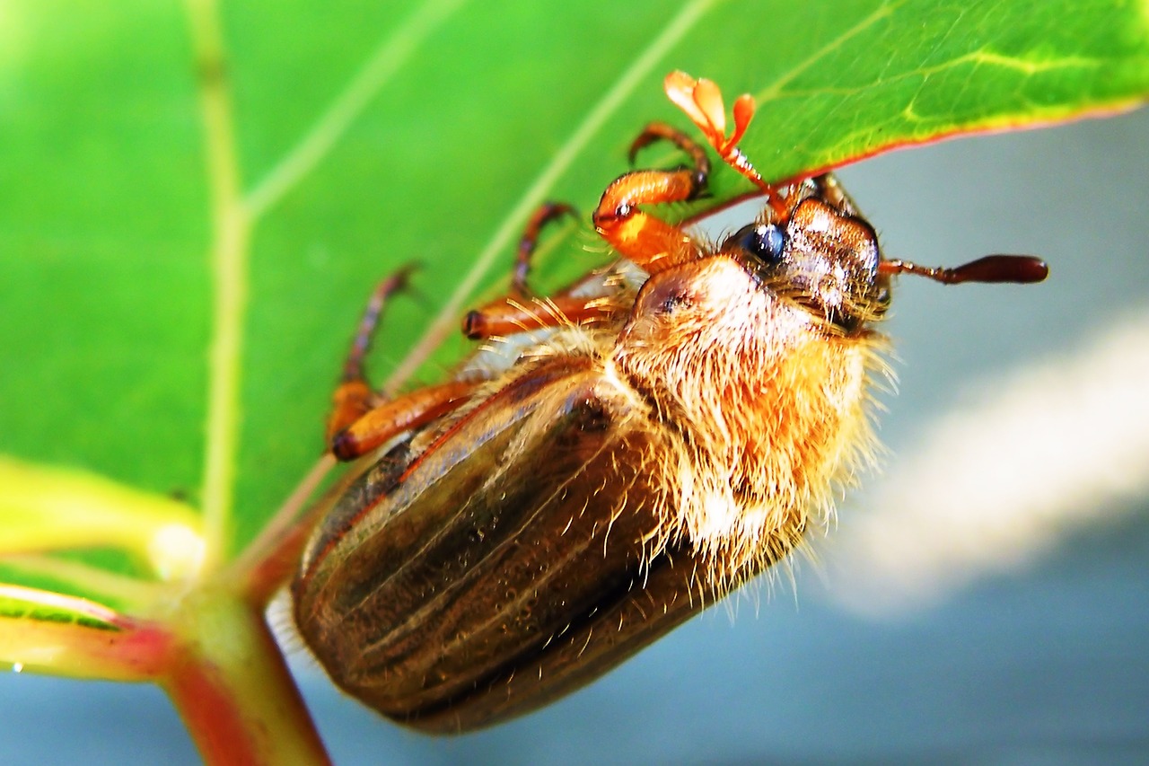 Vabalas, Maikäfer, Chafer, Gyvūnas, Vabzdys, Nuskaityti, Nemokamos Nuotraukos,  Nemokama Licenzija