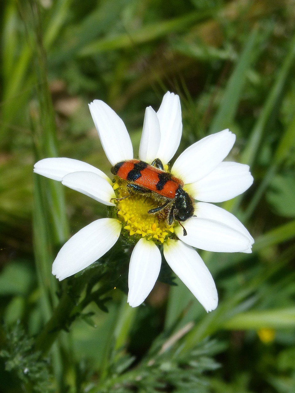 Vabalas, Gėlė, Meloidea, Mylabris, Mylabris Variabilis, Daisy, Nemokamos Nuotraukos,  Nemokama Licenzija