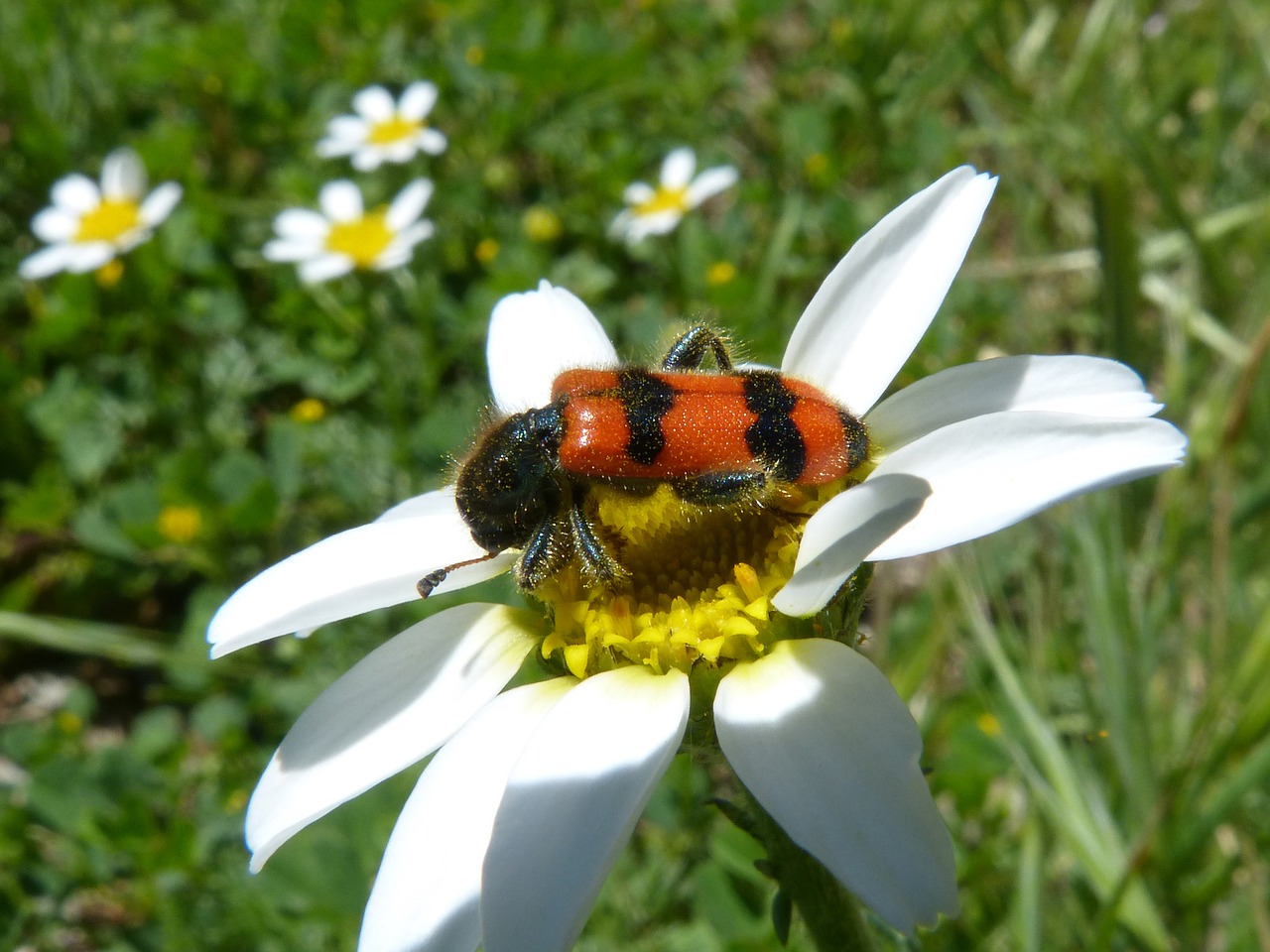 Vabalas, Gėlė, Meloidea, Mylabris, Mylabris Variabilis, Daisy, Nemokamos Nuotraukos,  Nemokama Licenzija