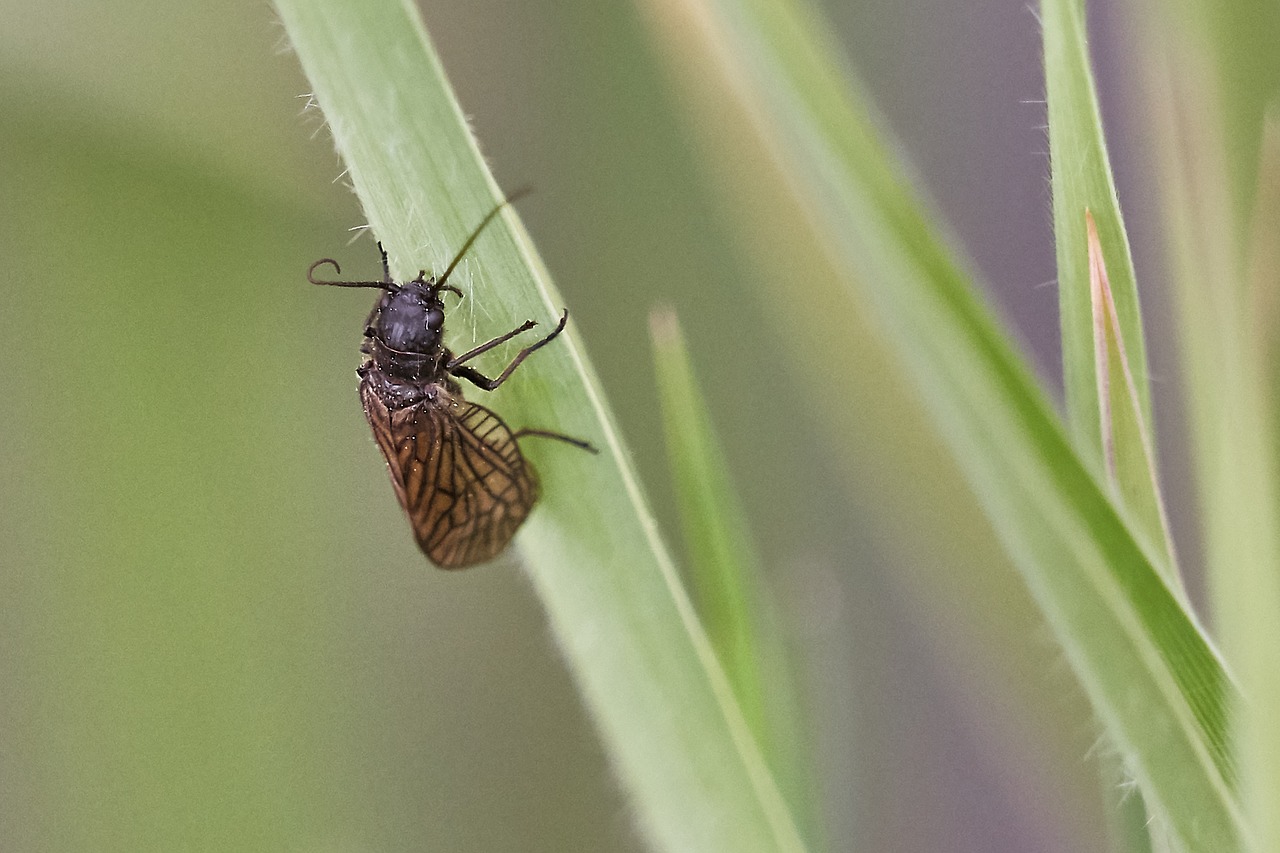 Vabalas, Vabzdys, Gamta, Makro, Nemokamos Nuotraukos,  Nemokama Licenzija