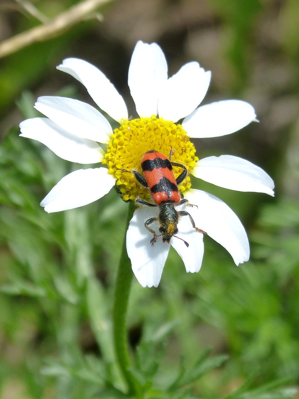 Vabalas, Gėlė, Meloidea, Mylabris, Mylabris Variabilis, Daisy, Nemokamos Nuotraukos,  Nemokama Licenzija