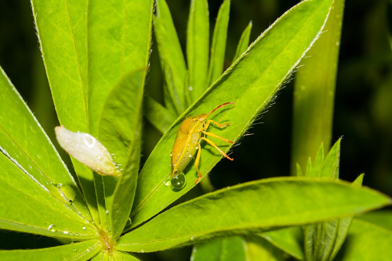 Vabalas, Vabzdžiai, Makro, Lašas, Augalas, Gamta, Nemokamos Nuotraukos,  Nemokama Licenzija