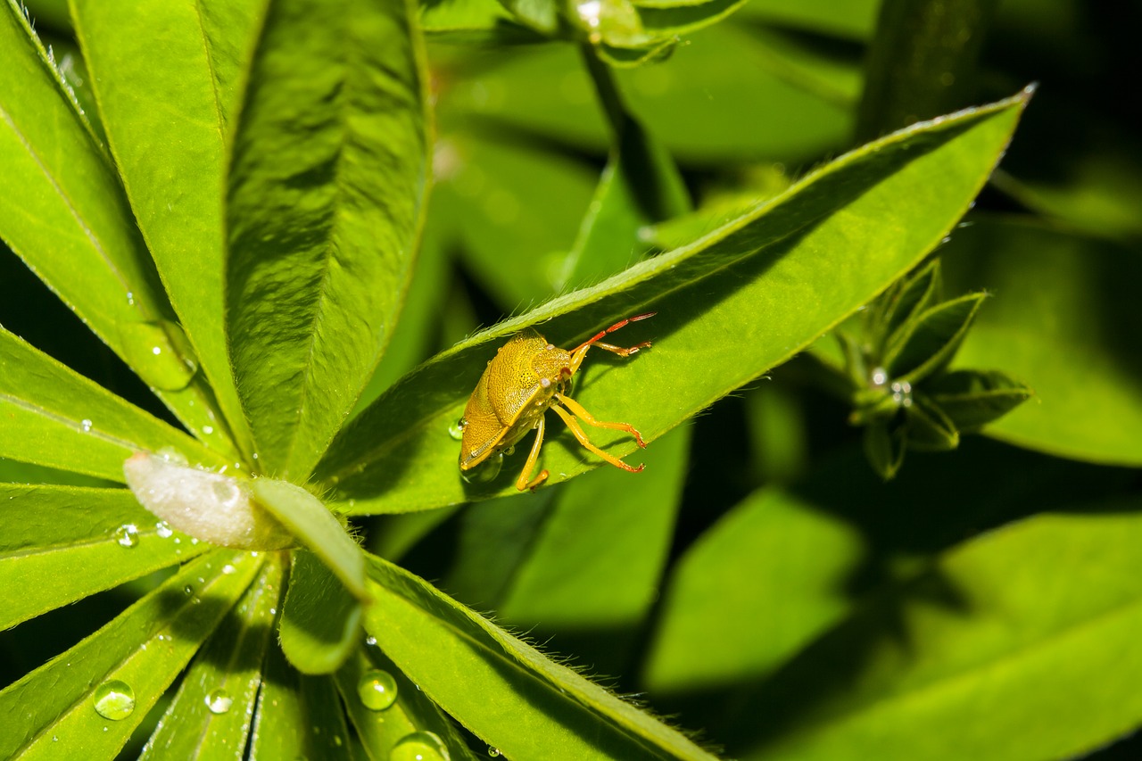 Vabalas, Vabzdžiai, Makro, Augalas, Gamta, Nemokamos Nuotraukos,  Nemokama Licenzija