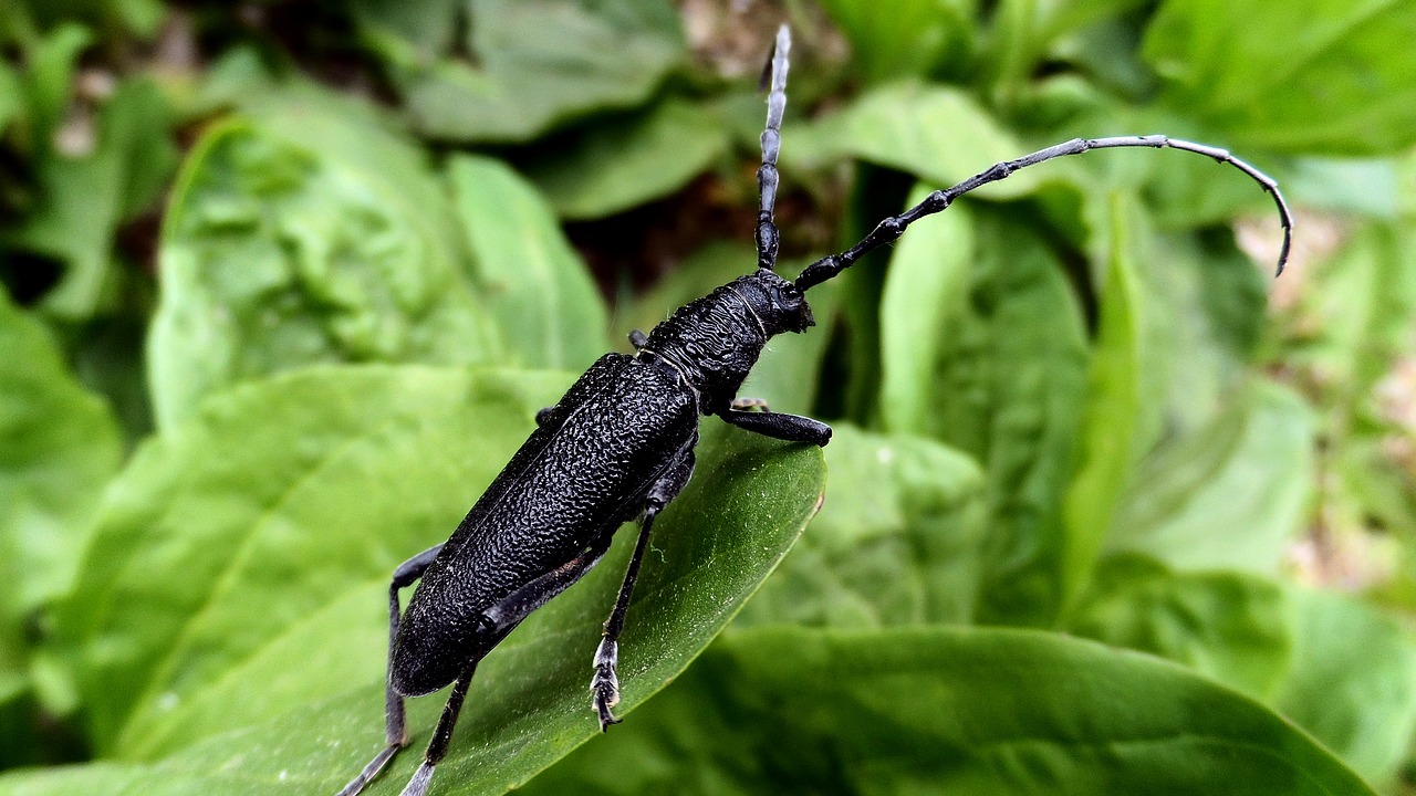 Vabalas, Barbel, Makro, Nemokamos Nuotraukos,  Nemokama Licenzija