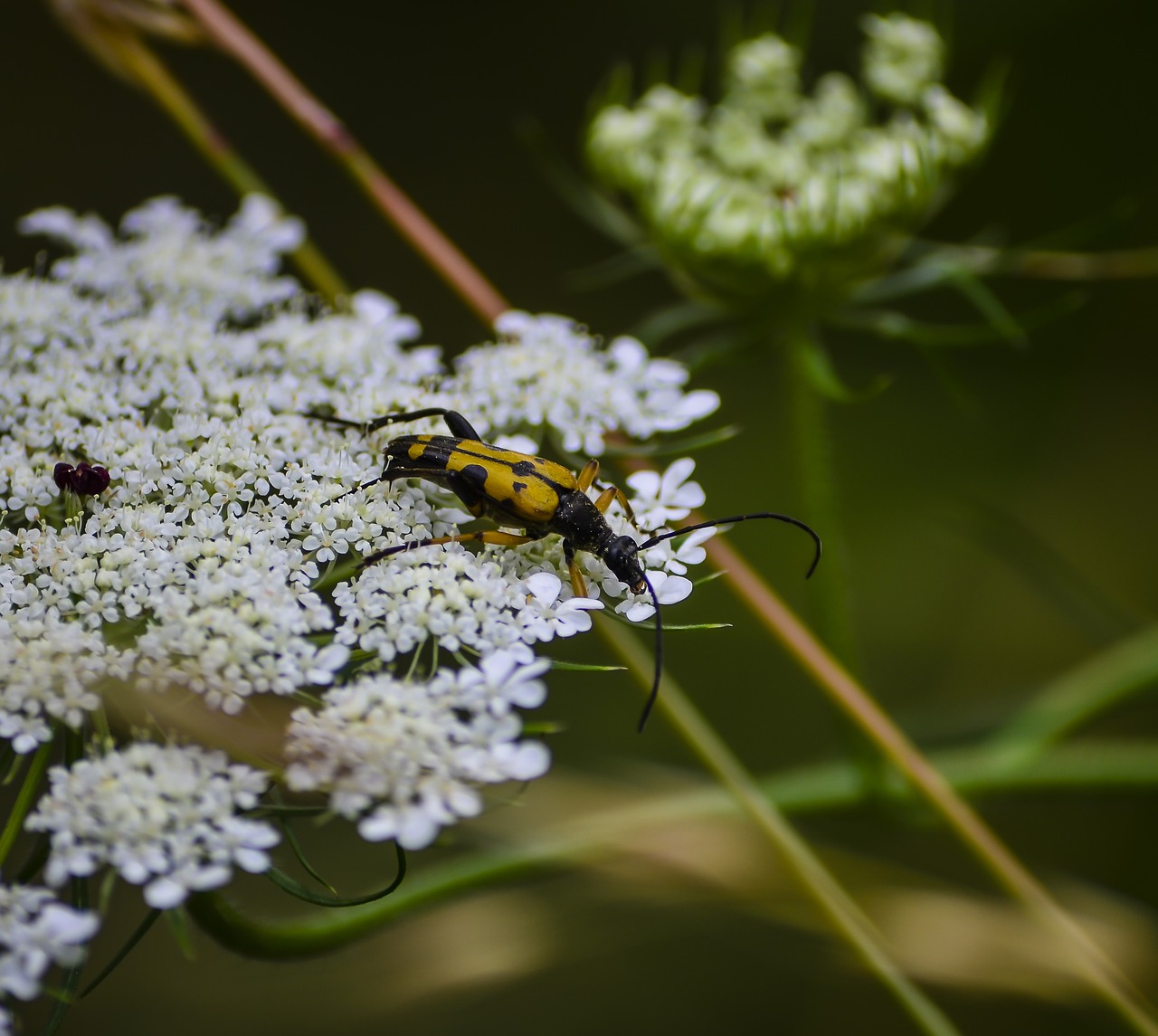 Vabalas, Vabzdys, Klaida, Laukinė Gamta, Coleopteran, Strangalia Melanura, Nemokamos Nuotraukos,  Nemokama Licenzija