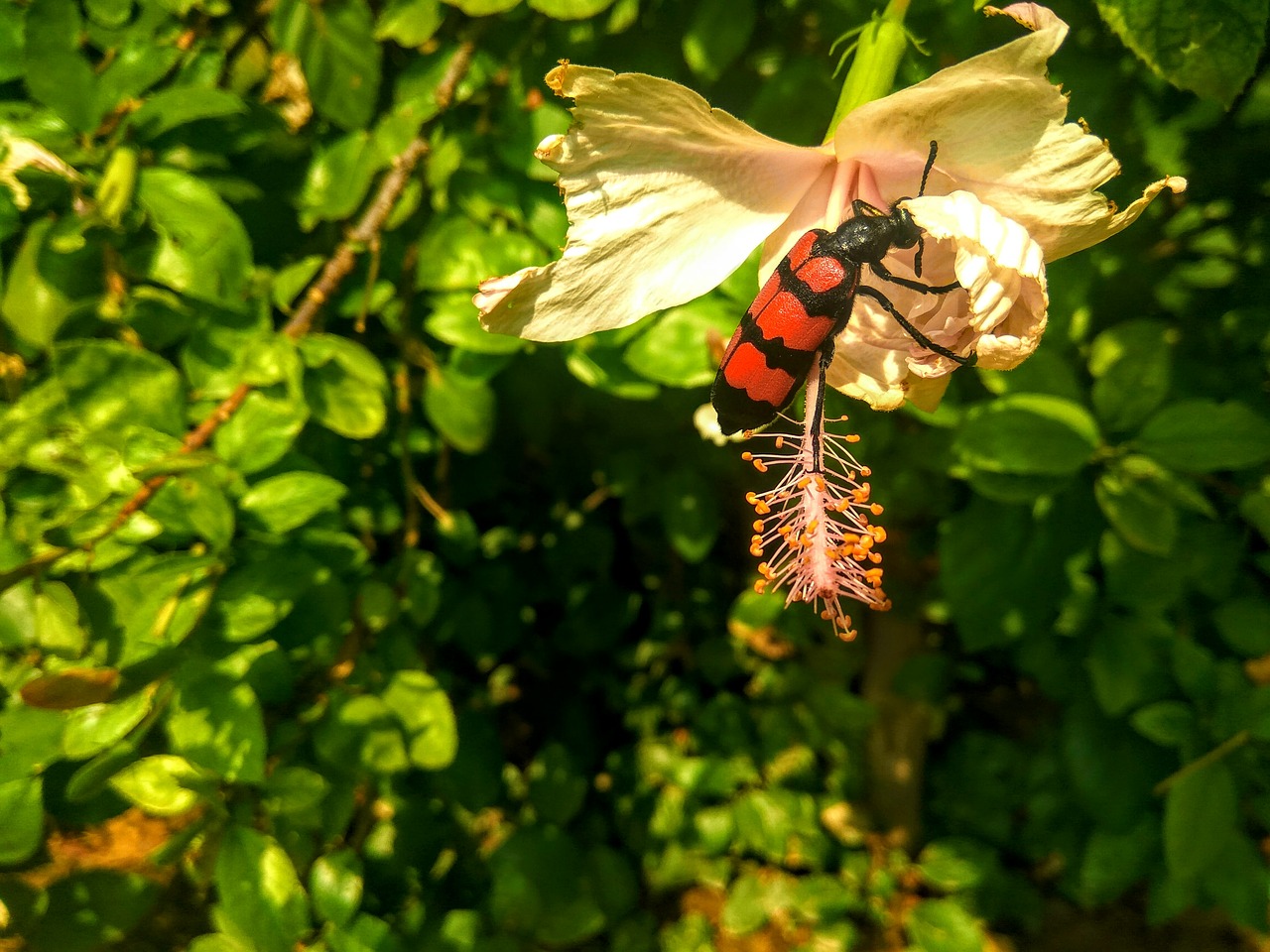 Vabalas, Klaida, Raudona, Gėlė, Balta, Mylabris Pustulata, Nemokamos Nuotraukos,  Nemokama Licenzija