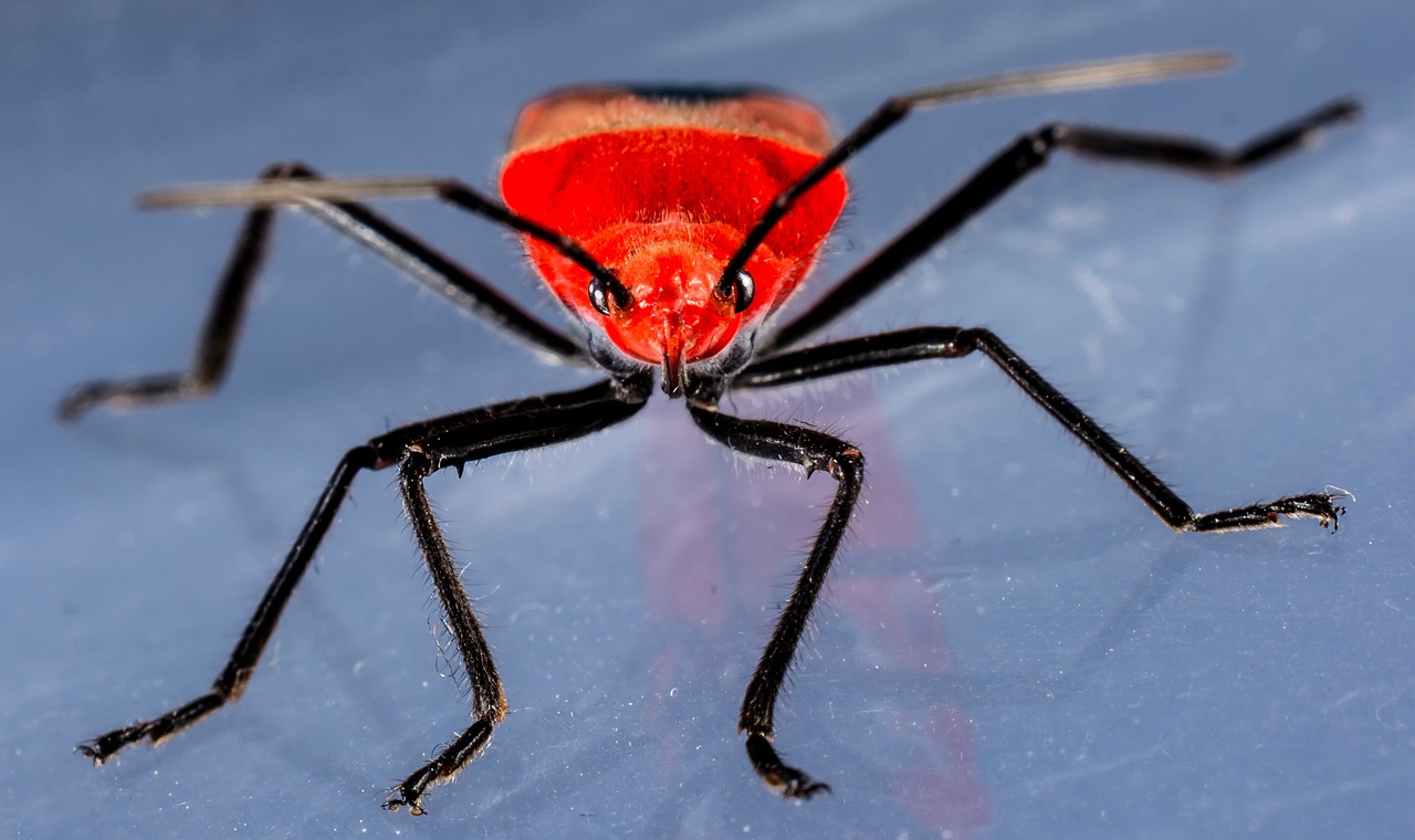 Vabalas, Raudonas Vabalas, Vabzdys, Makro, Nemokamos Nuotraukos,  Nemokama Licenzija