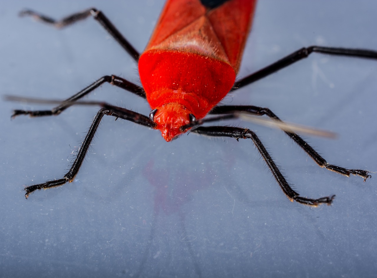 Vabalas, Raudonas Vabalas, Vabzdys, Makro, Nemokamos Nuotraukos,  Nemokama Licenzija