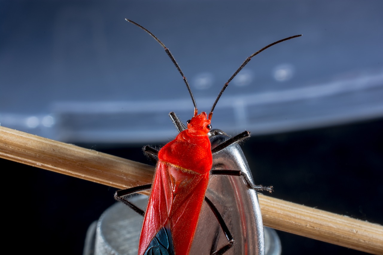 Vabalas, Raudonas Vabalas, Vabzdys, Makro, Nemokamos Nuotraukos,  Nemokama Licenzija