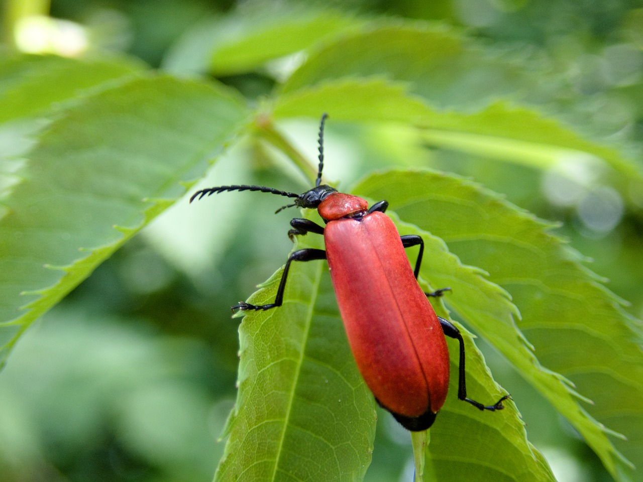 Vabaliukas,  Scarlet Gaisro Vabaliukas,  Vabzdys,  Pyrochroa Coccinea,  Gamta, Nemokamos Nuotraukos,  Nemokama Licenzija