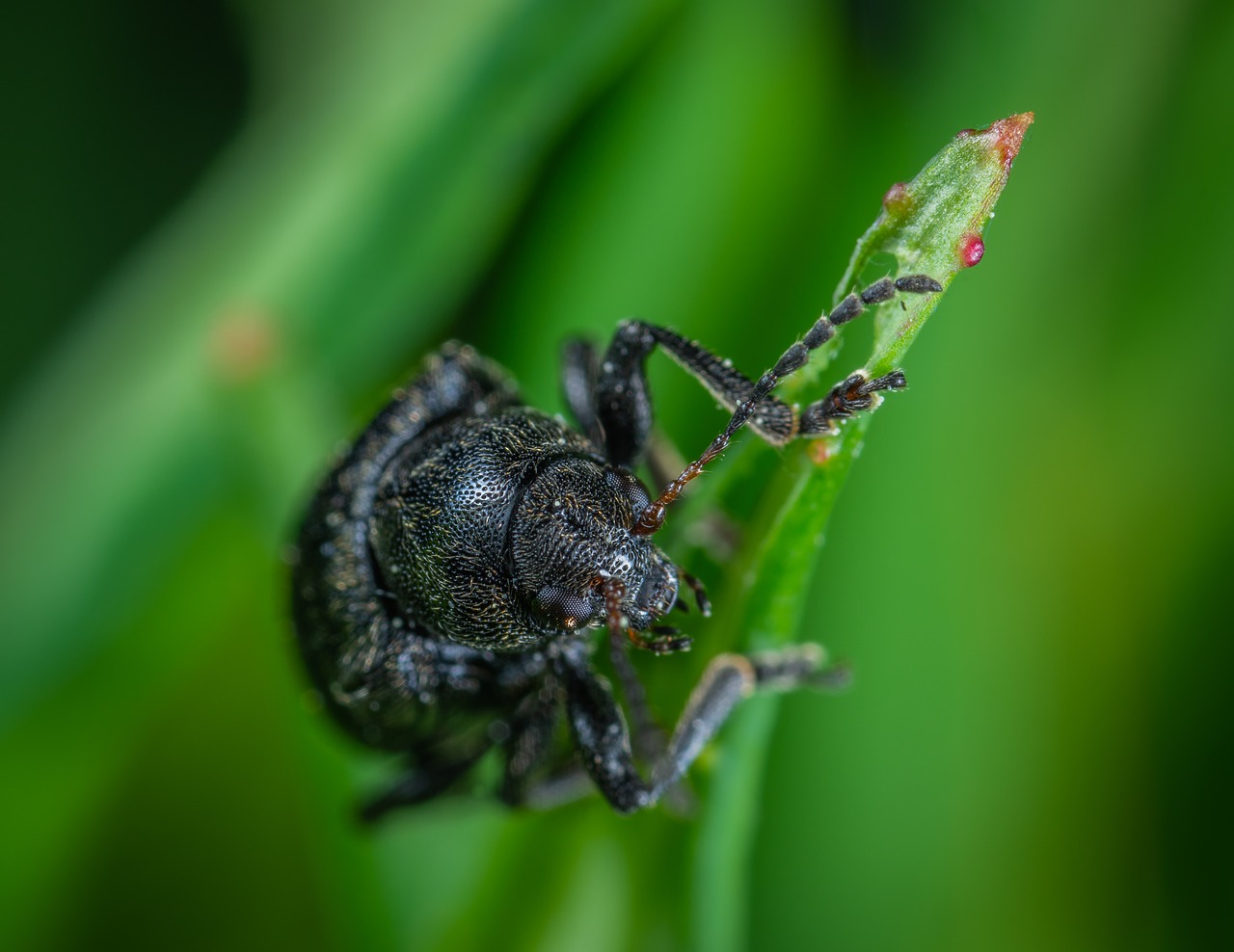 Vabaliukas,  Coleoptera,  Makro,  Vabzdys, Nemokamos Nuotraukos,  Nemokama Licenzija