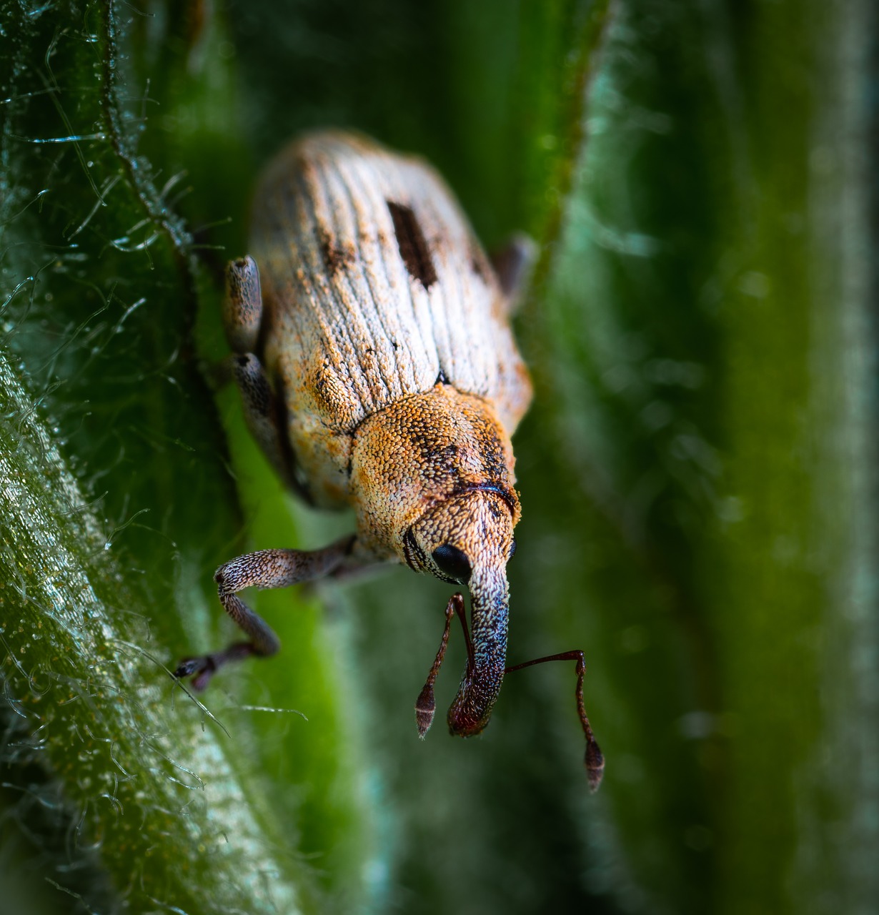 Vabaliukas,  Vabzdys,  Coleoptera,  Straubliukas,  Makro, Nemokamos Nuotraukos,  Nemokama Licenzija